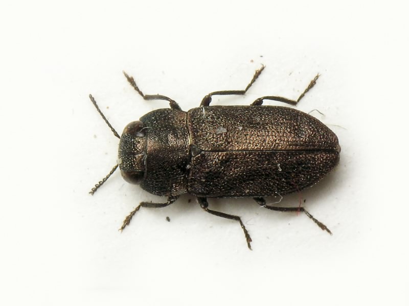 Anthaxia nigritula Ratzeburg, 1837